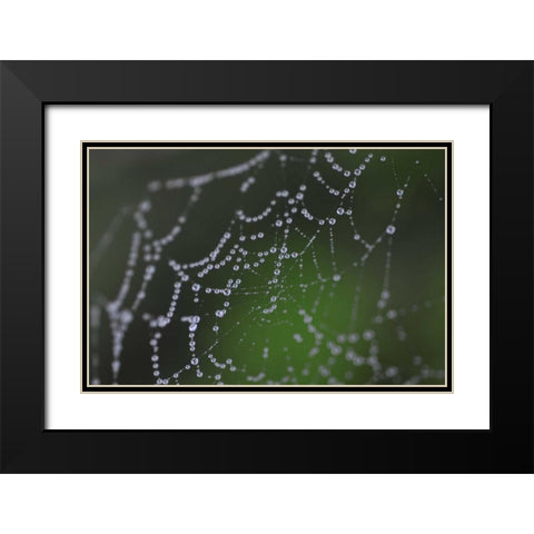 Dewy Web I Black Modern Wood Framed Art Print with Double Matting by Berzel, Erin