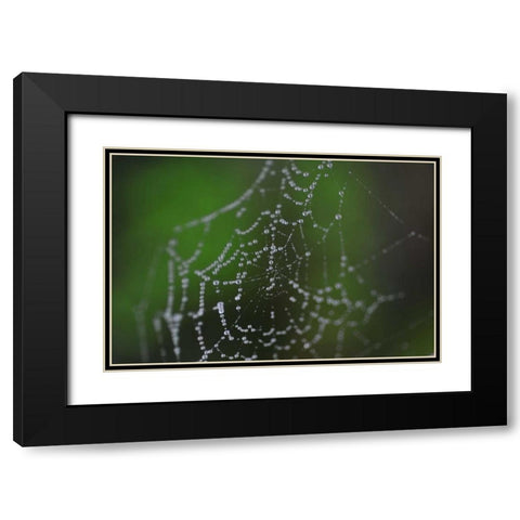 Dewy Web II Black Modern Wood Framed Art Print with Double Matting by Berzel, Erin