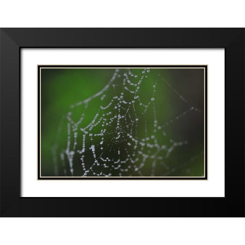 Dewy Web II Black Modern Wood Framed Art Print with Double Matting by Berzel, Erin