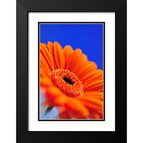 Compliments II Black Modern Wood Framed Art Print with Double Matting by Berzel, Erin