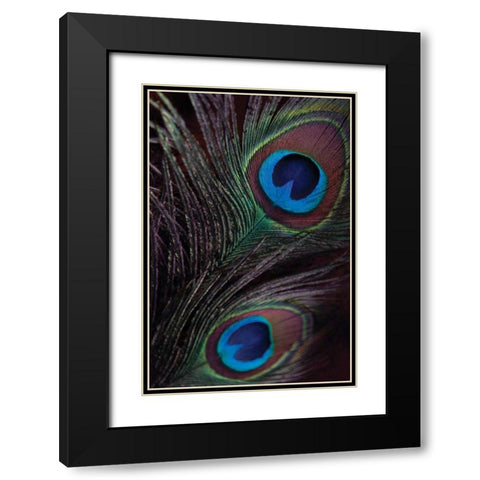 Peacock Feathers I Black Modern Wood Framed Art Print with Double Matting by Berzel, Erin