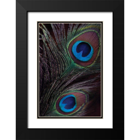 Peacock Feathers I Black Modern Wood Framed Art Print with Double Matting by Berzel, Erin