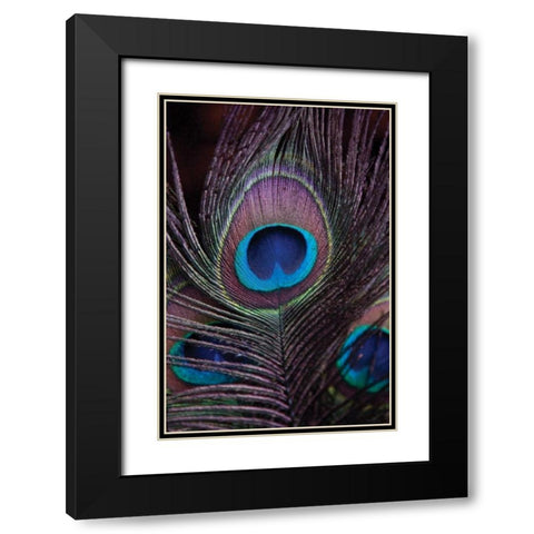 Peacock Feathers II Black Modern Wood Framed Art Print with Double Matting by Berzel, Erin
