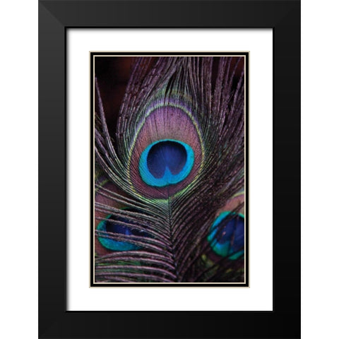 Peacock Feathers II Black Modern Wood Framed Art Print with Double Matting by Berzel, Erin