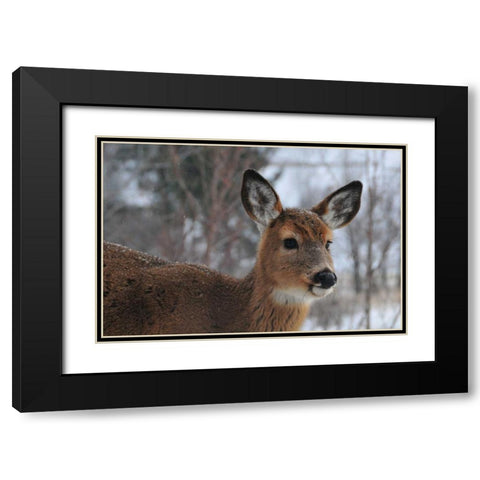 Winter Doe II Black Modern Wood Framed Art Print with Double Matting by Berzel, Erin