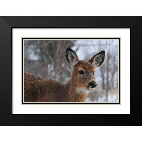Winter Doe II Black Modern Wood Framed Art Print with Double Matting by Berzel, Erin