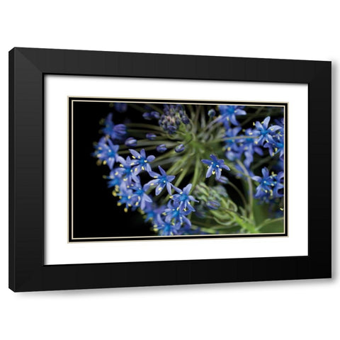 Purple Blossoms Black Modern Wood Framed Art Print with Double Matting by Berzel, Erin