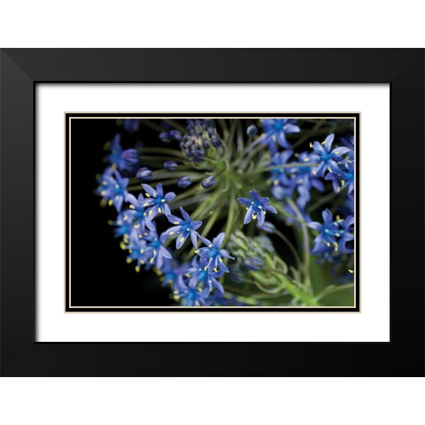Purple Blossoms Black Modern Wood Framed Art Print with Double Matting by Berzel, Erin