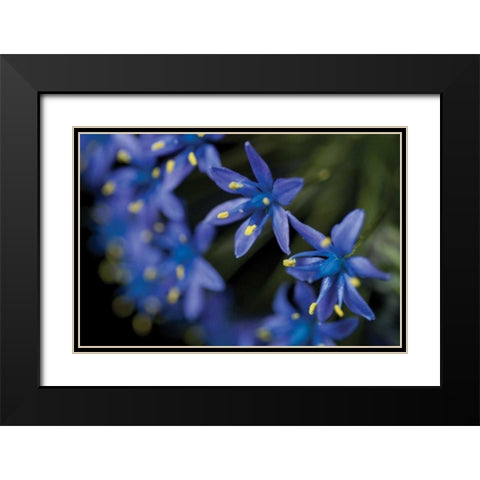 Purple Bloom Detail Black Modern Wood Framed Art Print with Double Matting by Berzel, Erin