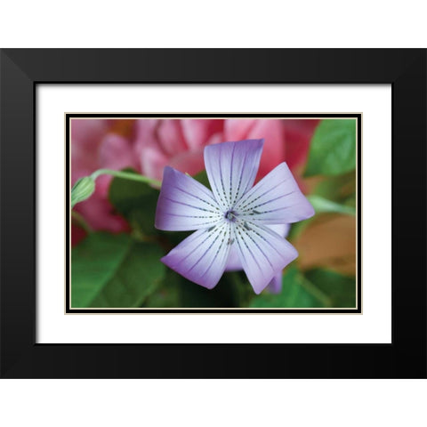 Delicate Flower II Black Modern Wood Framed Art Print with Double Matting by Berzel, Erin
