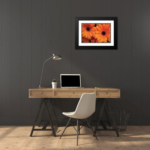 Orange Gerbera Daisies Black Modern Wood Framed Art Print with Double Matting by Berzel, Erin