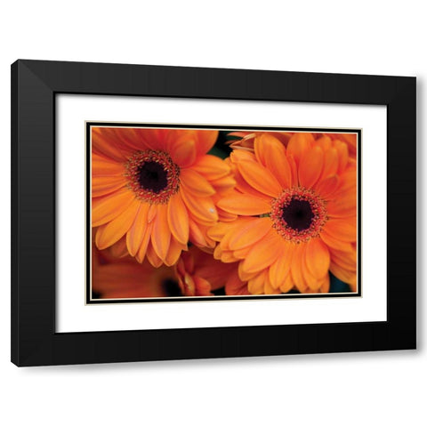 Orange Gerbera Daisies Black Modern Wood Framed Art Print with Double Matting by Berzel, Erin