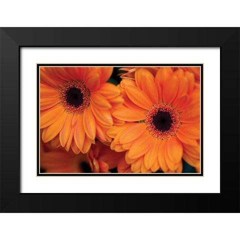 Orange Gerbera Daisies Black Modern Wood Framed Art Print with Double Matting by Berzel, Erin