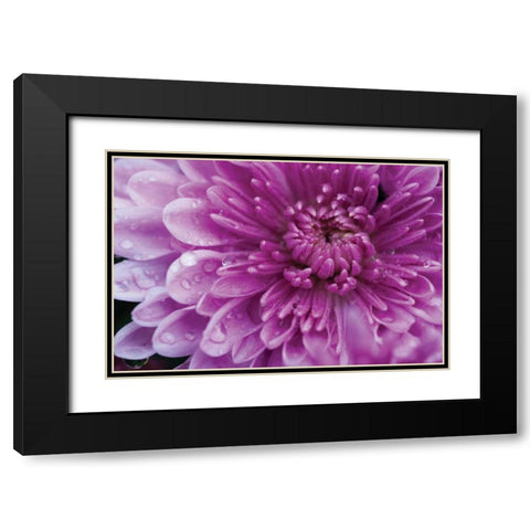 Purple Mum I Black Modern Wood Framed Art Print with Double Matting by Berzel, Erin