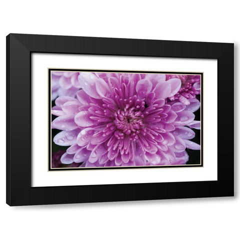 Purple Mum II Black Modern Wood Framed Art Print with Double Matting by Berzel, Erin