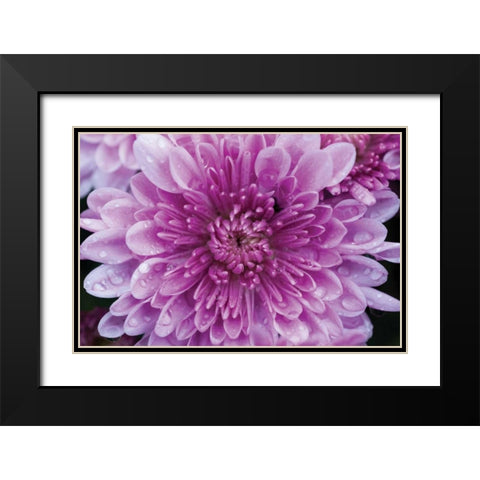 Purple Mum II Black Modern Wood Framed Art Print with Double Matting by Berzel, Erin
