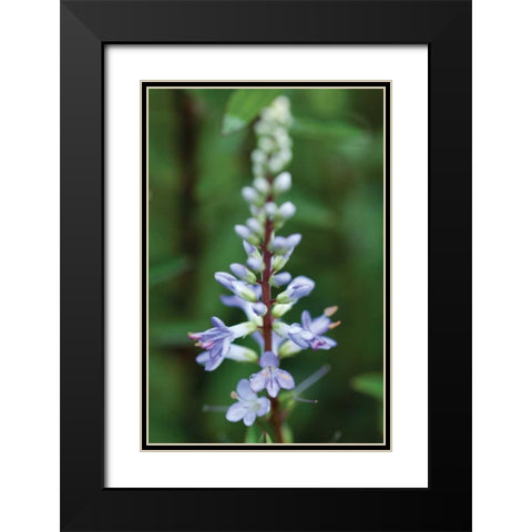 In the Garden I Black Modern Wood Framed Art Print with Double Matting by Berzel, Erin