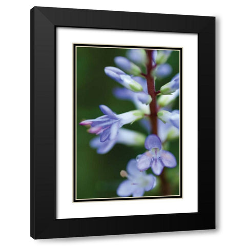 In the Garden II Black Modern Wood Framed Art Print with Double Matting by Berzel, Erin