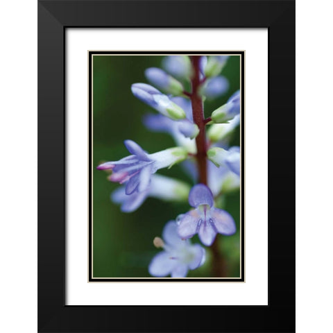 In the Garden II Black Modern Wood Framed Art Print with Double Matting by Berzel, Erin