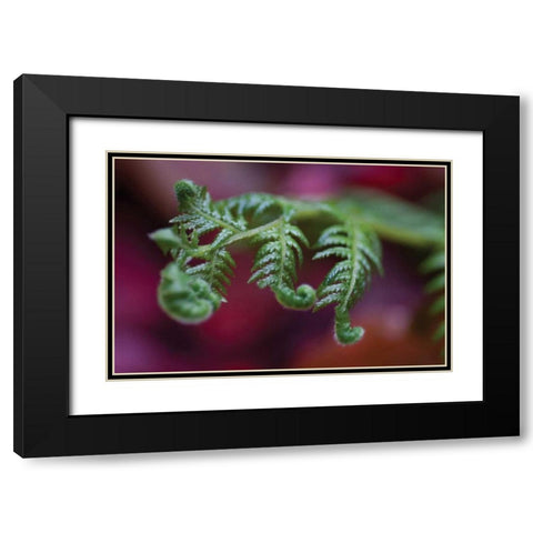 Fern Detail II Black Modern Wood Framed Art Print with Double Matting by Berzel, Erin