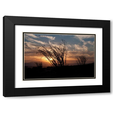 Ocotillo Cactus I Black Modern Wood Framed Art Print with Double Matting by Berzel, Erin