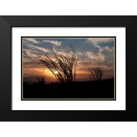 Ocotillo Cactus I Black Modern Wood Framed Art Print with Double Matting by Berzel, Erin