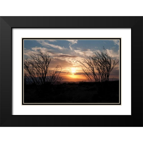 Ocotillo Cactus II Black Modern Wood Framed Art Print with Double Matting by Berzel, Erin
