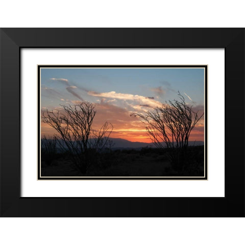 Ocotillo Cactus III Black Modern Wood Framed Art Print with Double Matting by Berzel, Erin