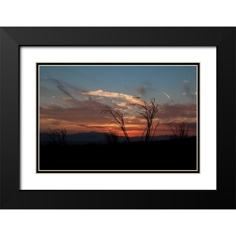 Ocotillo Cactus IV Black Modern Wood Framed Art Print with Double Matting by Berzel, Erin