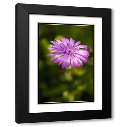 Purple Blossom Black Modern Wood Framed Art Print with Double Matting by Berzel, Erin