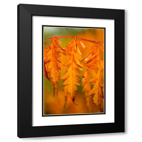 Fall Leaves I Black Modern Wood Framed Art Print with Double Matting by Berzel, Erin