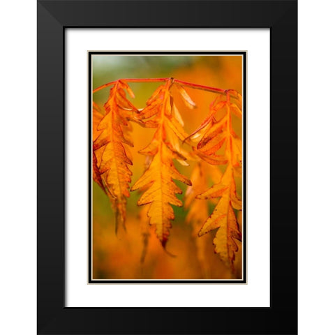 Fall Leaves I Black Modern Wood Framed Art Print with Double Matting by Berzel, Erin