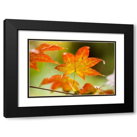 Fall Leaves III Black Modern Wood Framed Art Print with Double Matting by Berzel, Erin