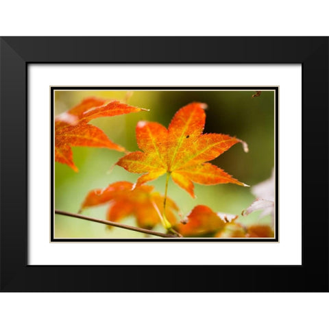 Fall Leaves III Black Modern Wood Framed Art Print with Double Matting by Berzel, Erin