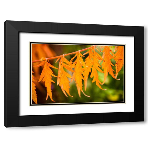 Fall Leaves IV Black Modern Wood Framed Art Print with Double Matting by Berzel, Erin