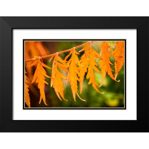 Fall Leaves IV Black Modern Wood Framed Art Print with Double Matting by Berzel, Erin