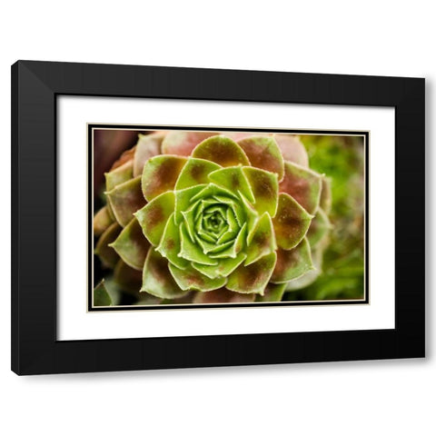 Sempervivum Ohioan Black Modern Wood Framed Art Print with Double Matting by Berzel, Erin