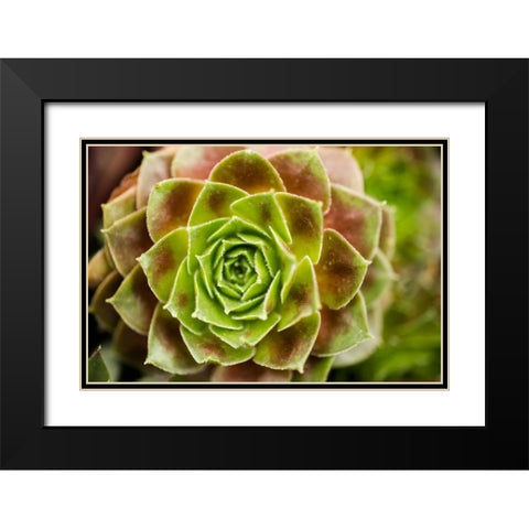 Sempervivum Ohioan Black Modern Wood Framed Art Print with Double Matting by Berzel, Erin