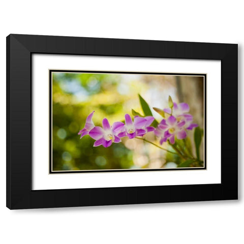 Thai Orchids Black Modern Wood Framed Art Print with Double Matting by Berzel, Erin