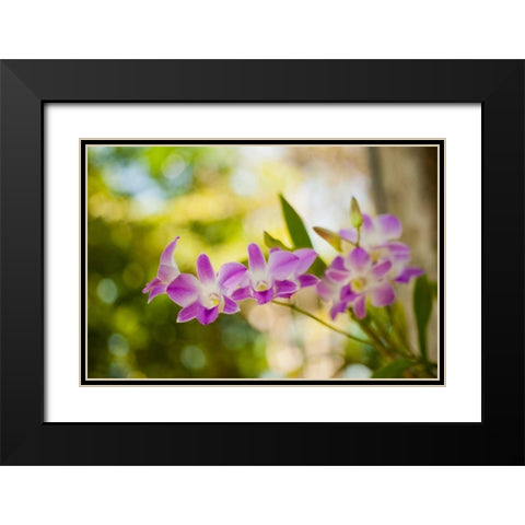 Thai Orchids Black Modern Wood Framed Art Print with Double Matting by Berzel, Erin