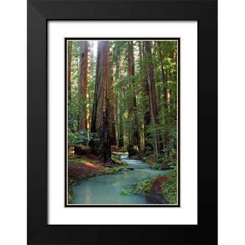Redwood Forest III Black Modern Wood Framed Art Print with Double Matting by Crane, Rita