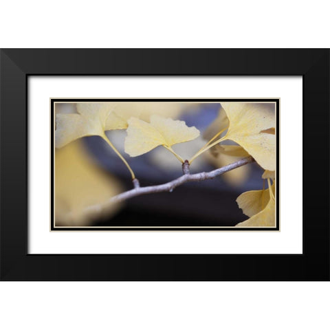 Autumn Gingko I Black Modern Wood Framed Art Print with Double Matting by Crane, Rita
