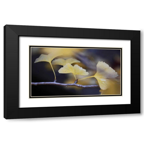 Autumn Gingko III Black Modern Wood Framed Art Print with Double Matting by Crane, Rita