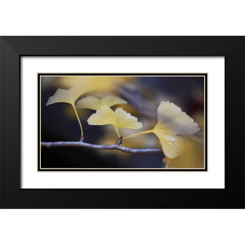 Autumn Gingko III Black Modern Wood Framed Art Print with Double Matting by Crane, Rita