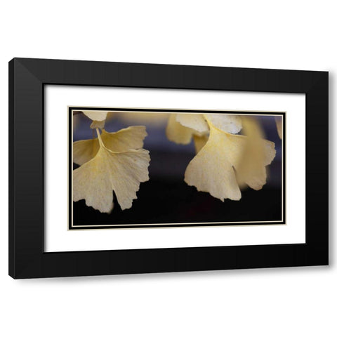 Autumn Gingko IV Black Modern Wood Framed Art Print with Double Matting by Crane, Rita