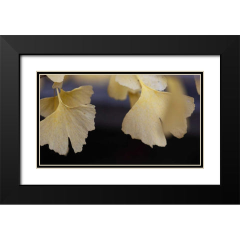 Autumn Gingko IV Black Modern Wood Framed Art Print with Double Matting by Crane, Rita