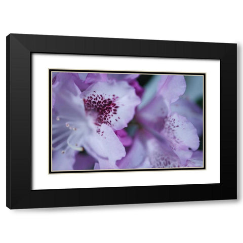 Lavender Rhodies I Black Modern Wood Framed Art Print with Double Matting by Crane, Rita