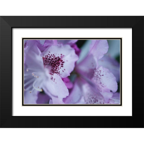 Lavender Rhodies I Black Modern Wood Framed Art Print with Double Matting by Crane, Rita