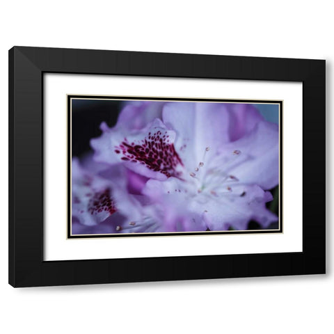 Lavender Rhodies II Black Modern Wood Framed Art Print with Double Matting by Crane, Rita