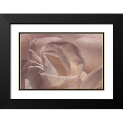 Heart of a Rose V Black Modern Wood Framed Art Print with Double Matting by Crane, Rita